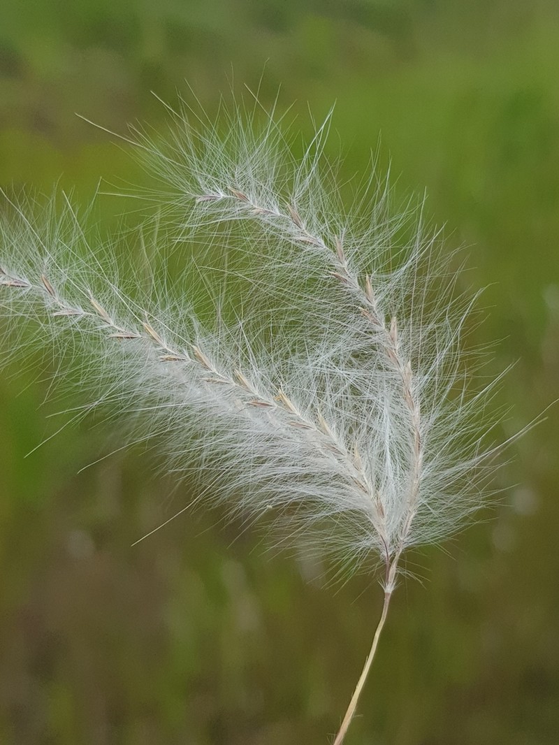 Anatherum eucomum photo 2