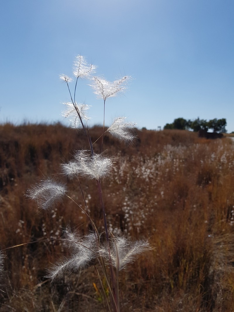 Anatherum eucomum photo 3