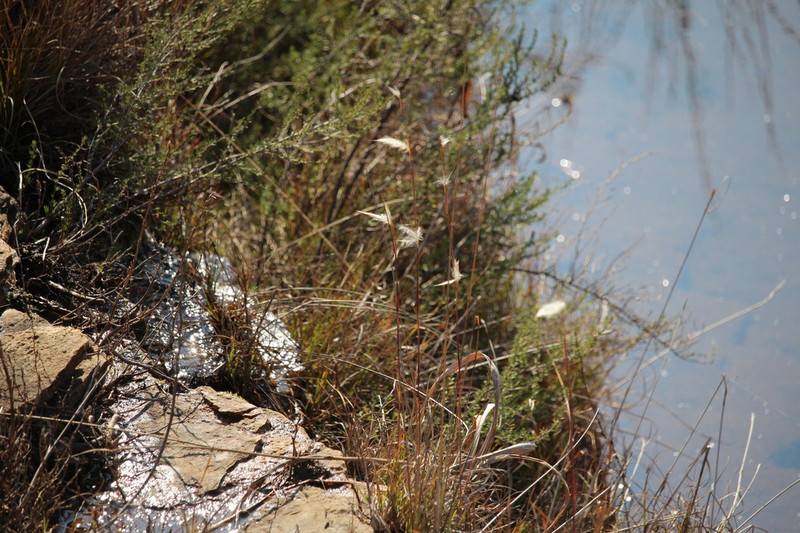 Anatherum eucomum photo 4