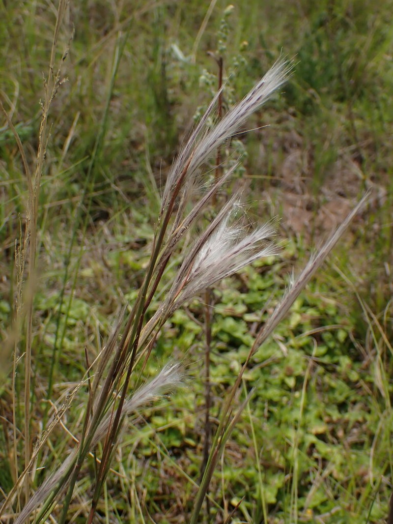 Anatherum eucomum photo 5