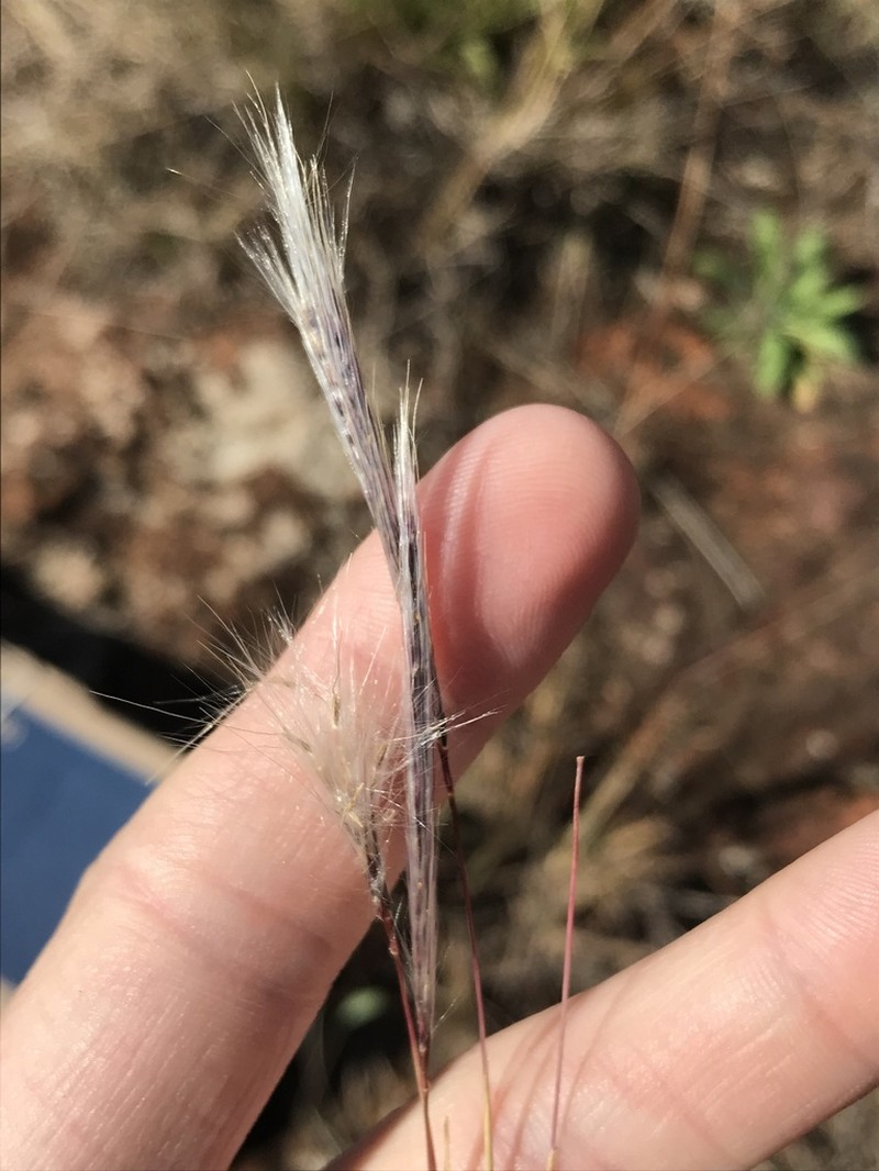 Anatherum eucomum photo 6