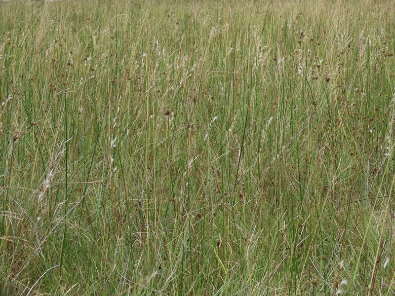 Anatherum eucomum photo 7