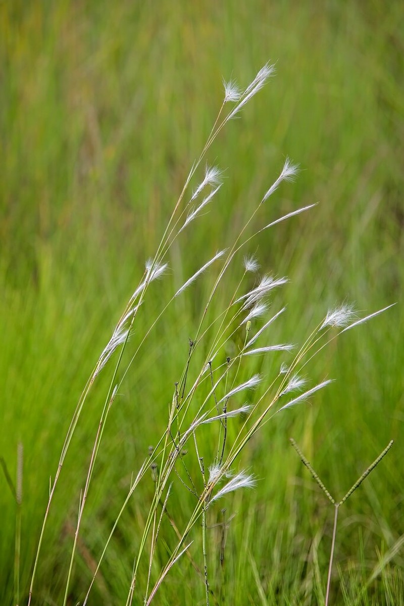 Anatherum eucomum photo 8