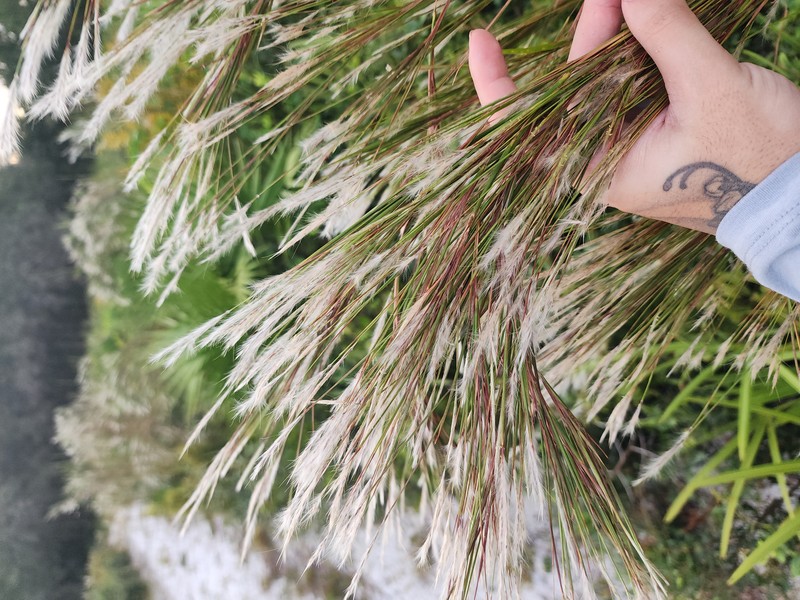Florida Bluestem