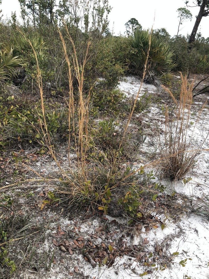 Florida Bluestem