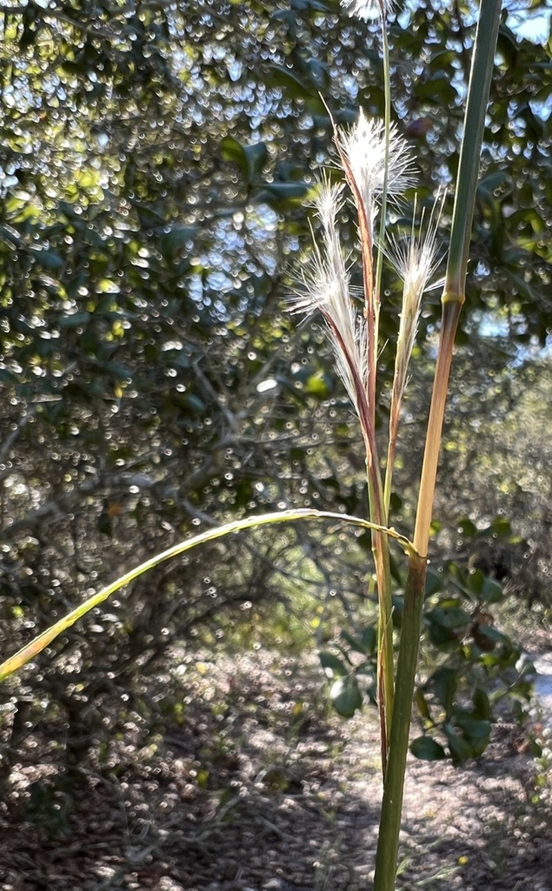 Florida Bluestem photo 2
