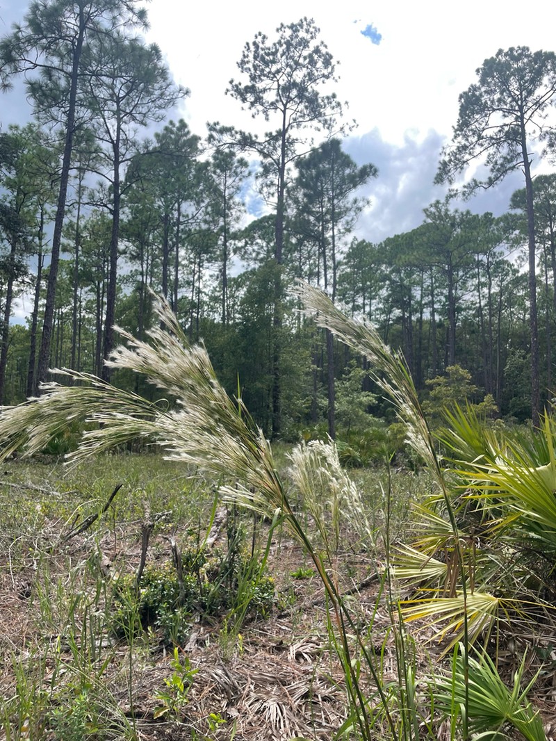 Florida Bluestem photo 3