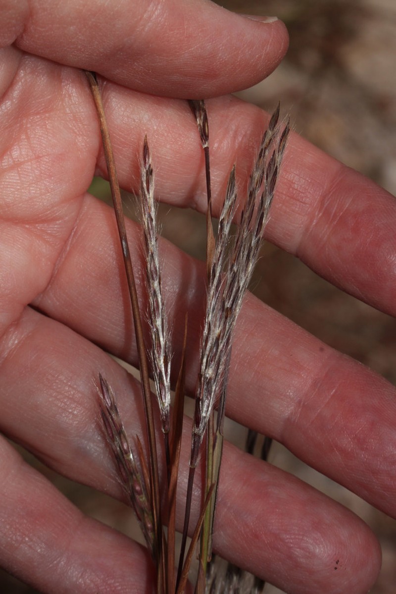 Anatherum glaucescens photo 2
