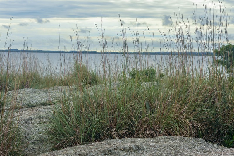 Anatherum glaucophyllum