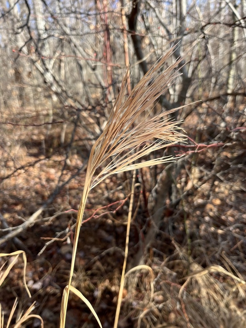 Bushy Bluestem