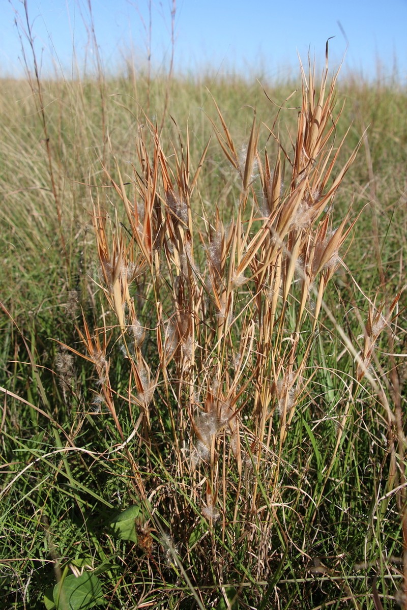 Elliott's Bluestem