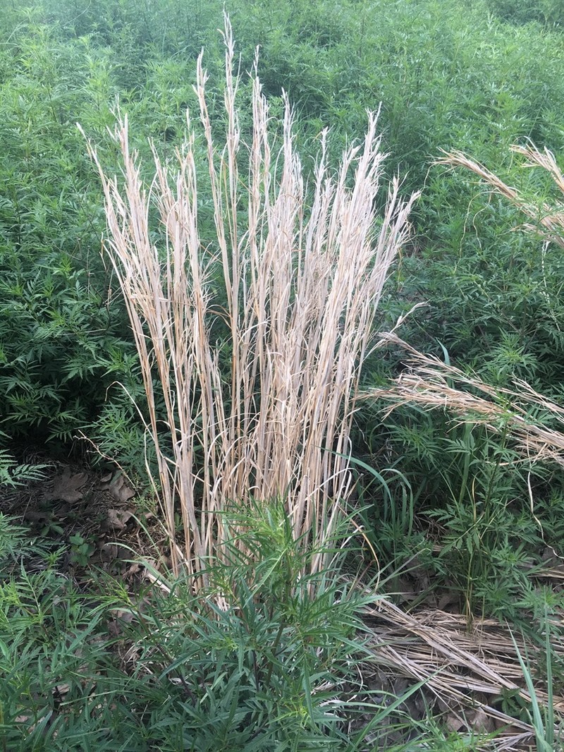 Anatherum hirsutius