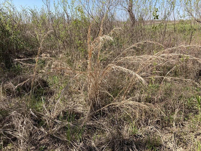Anatherum hirsutius photo 2