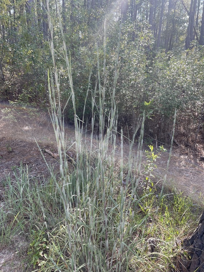 Anatherum hirsutius photo 3