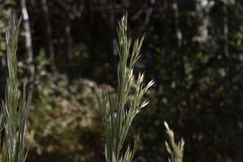 Anatherum hirsutius photo 4