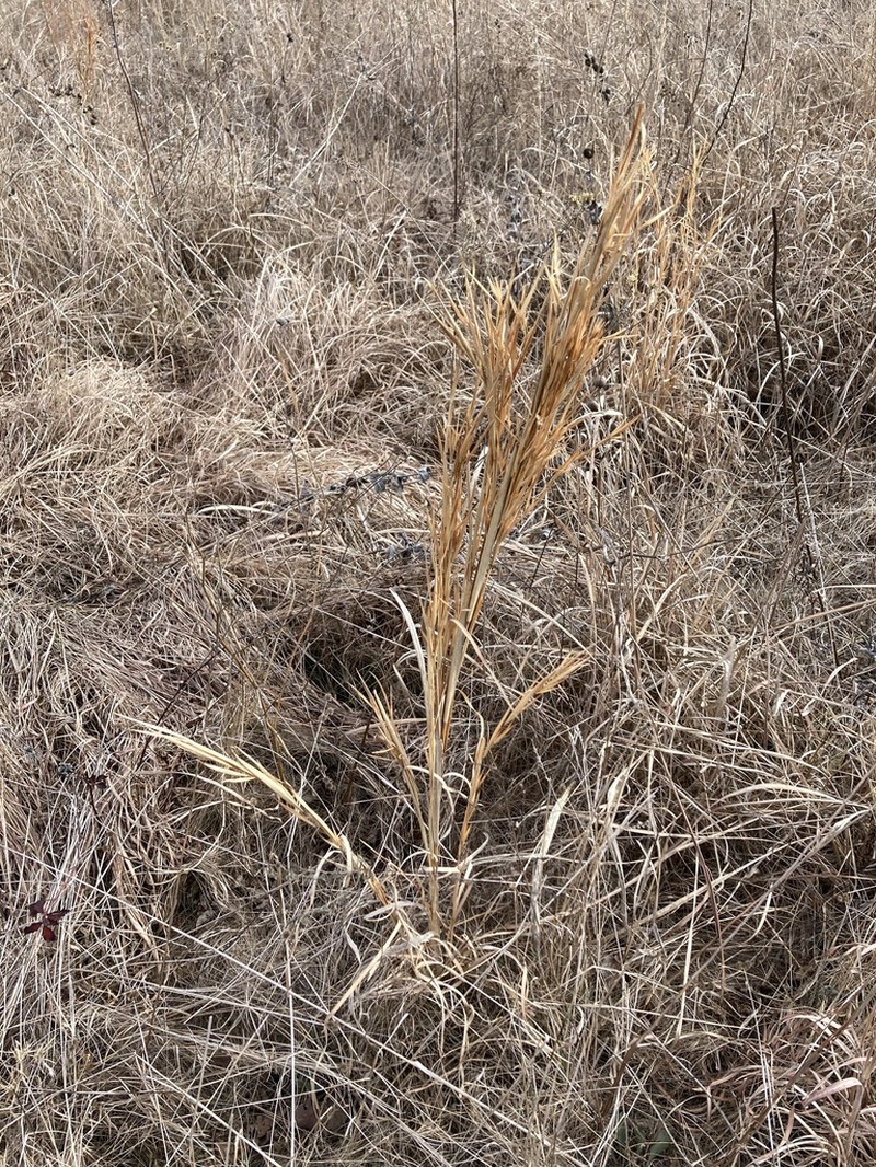 Anatherum hirsutius photo 5