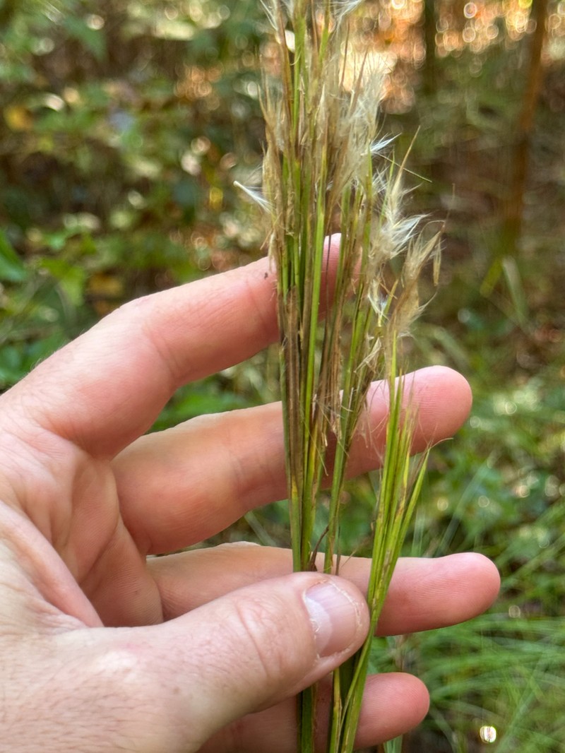 Anatherum hirsutius photo 6