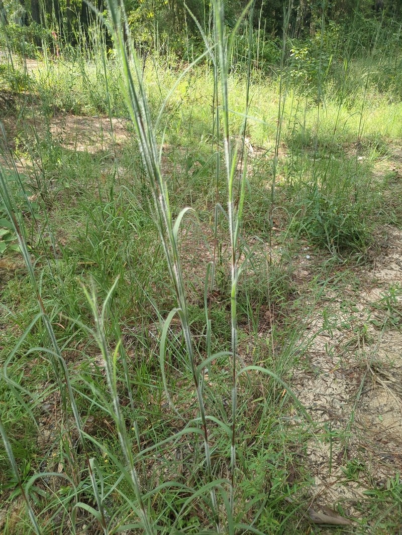 Anatherum hirsutius photo 7