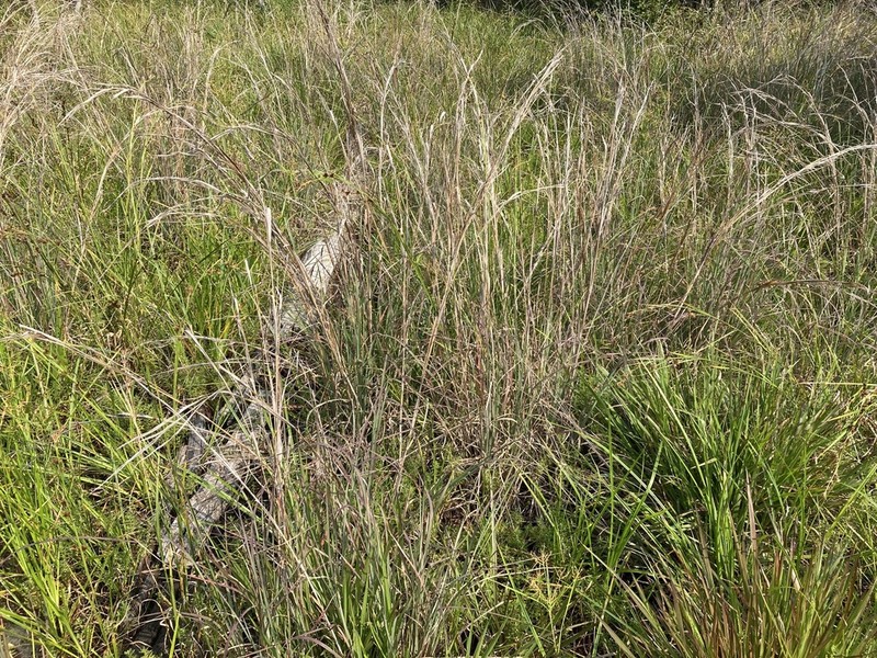 Anatherum hirsutius photo 8
