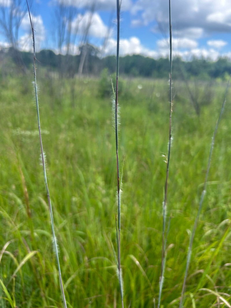 Anatherum hirsutius