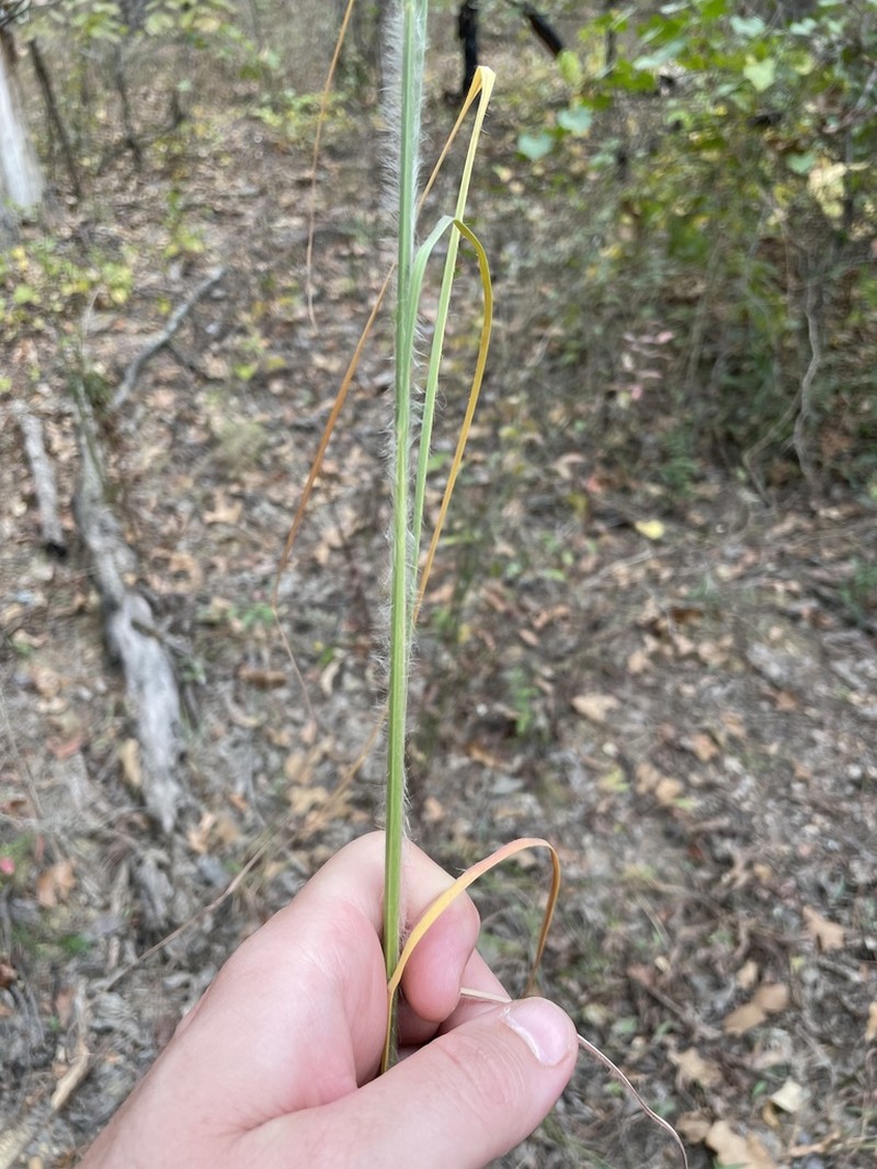 Anatherum hirsutius photo 2