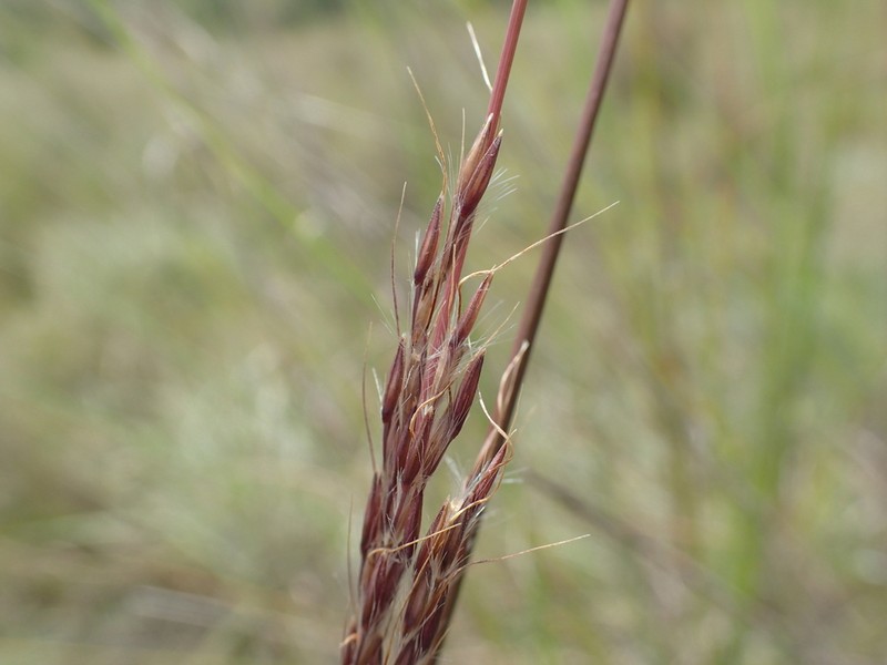 Anatherum ibityense