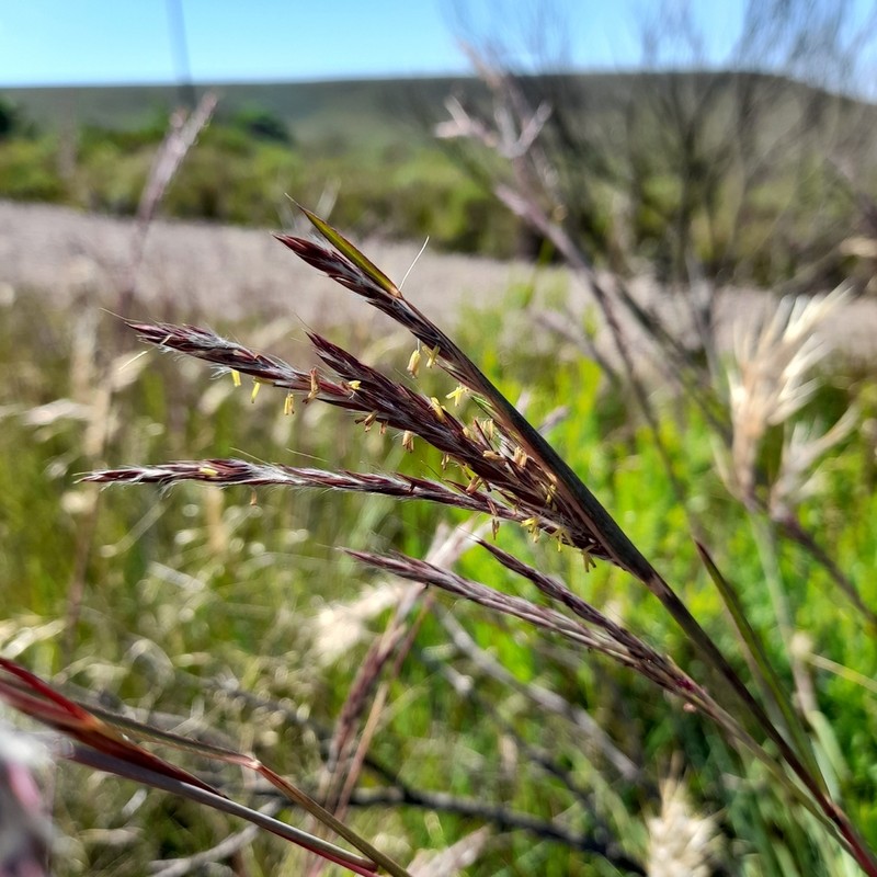 Andropogon lateralis