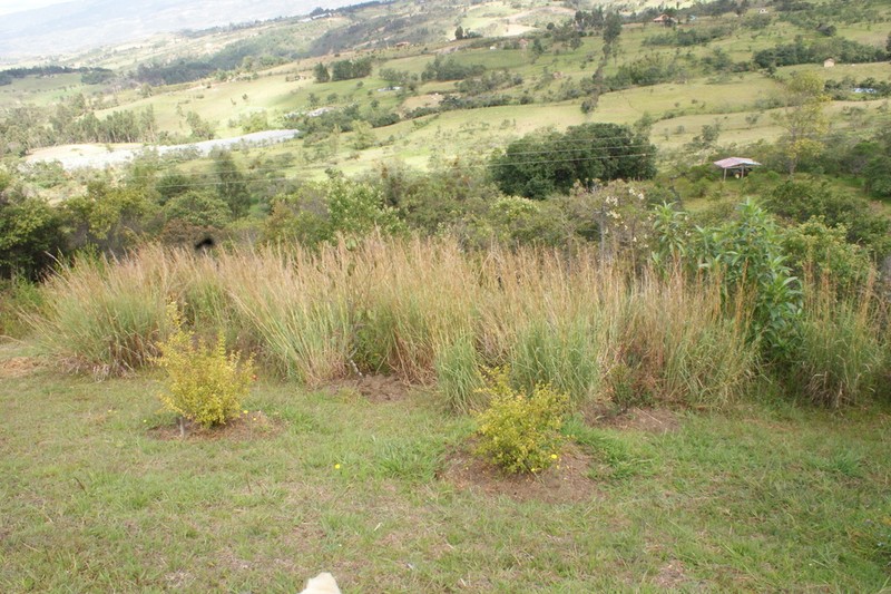 Anatherum lehmannii