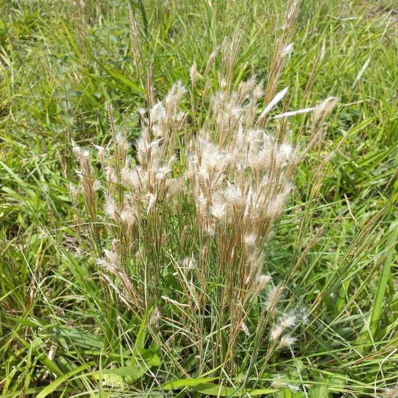 Matojillo Bluestem