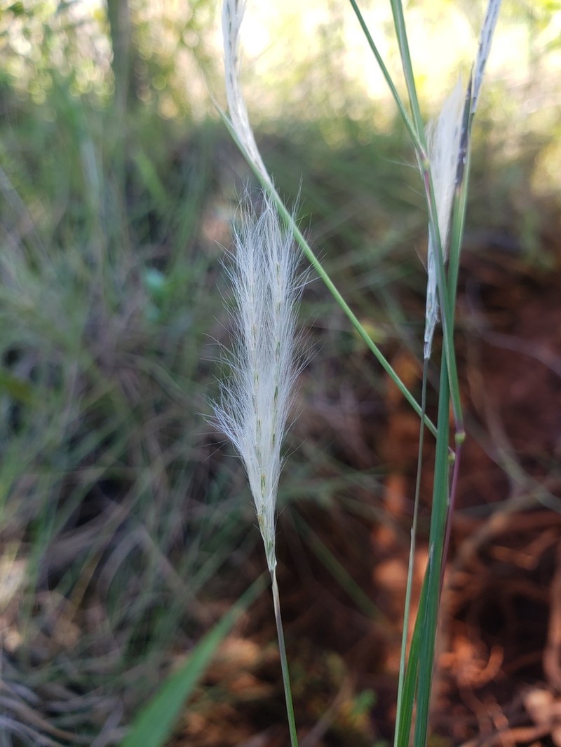 Matojillo Bluestem photo 2
