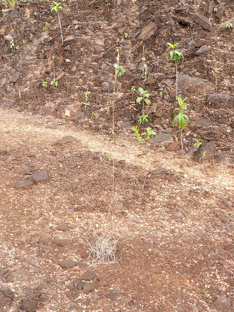 Matojillo Bluestem photo 3