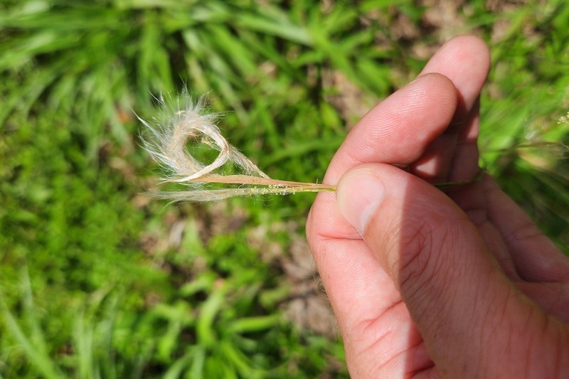 Matojillo Bluestem photo 4
