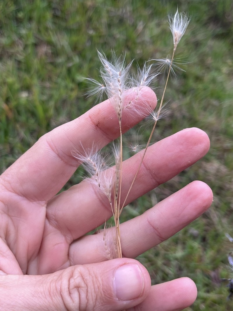Matojillo Bluestem photo 5