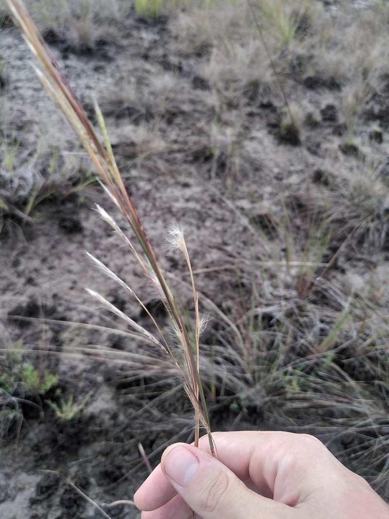 Matojillo Bluestem photo 6