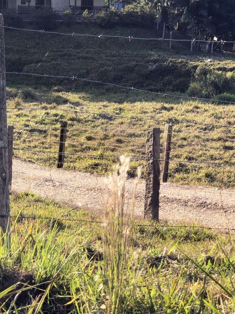 Matojillo Bluestem photo 7