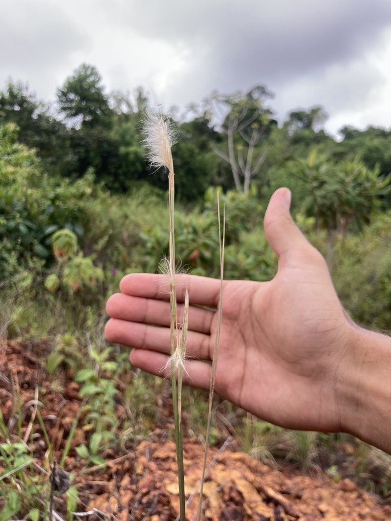 Matojillo Bluestem photo 8