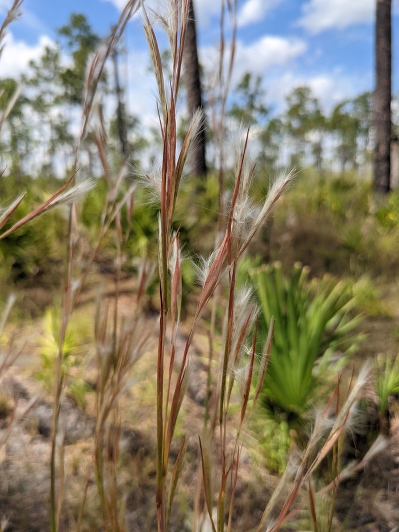 Hairy Bluestem