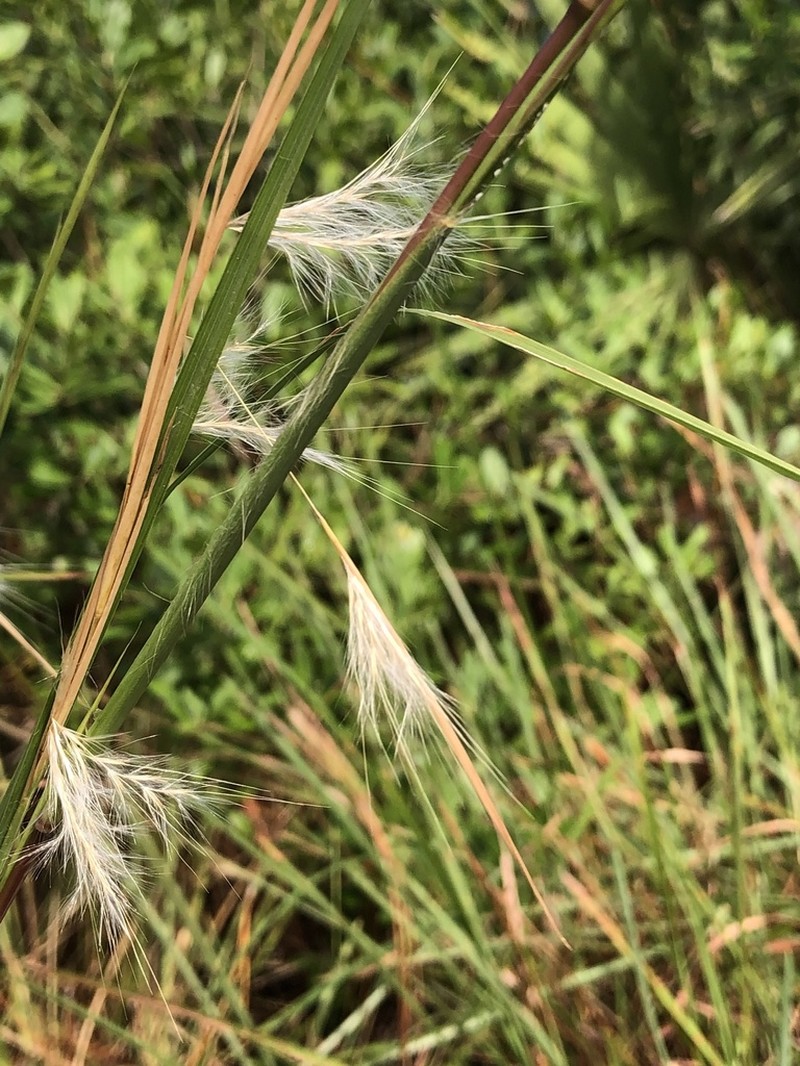Hairy Bluestem photo 2