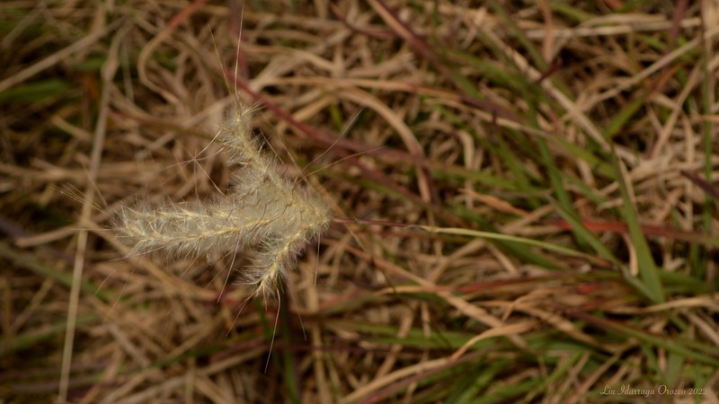 Anatherum macrothrix