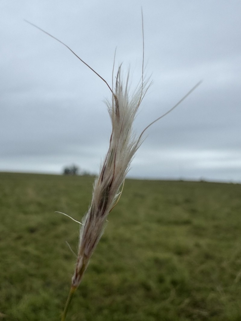 Anatherum macrothrix photo 2