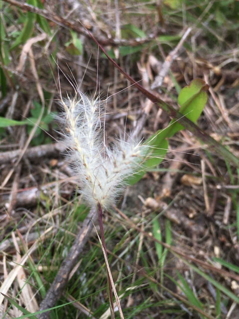 Anatherum macrothrix photo 3