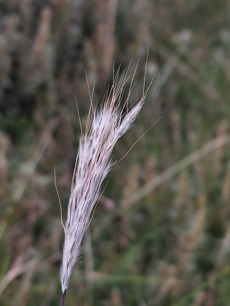Anatherum macrothrix photo 4