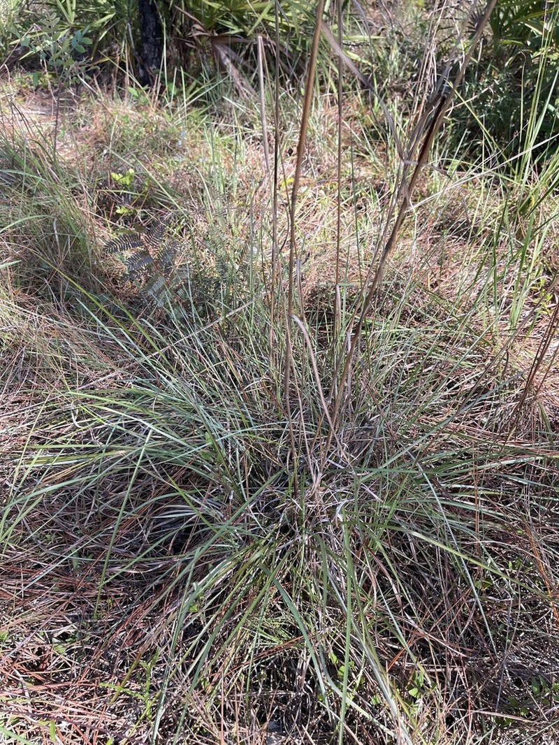Anatherum miamiense photo 3