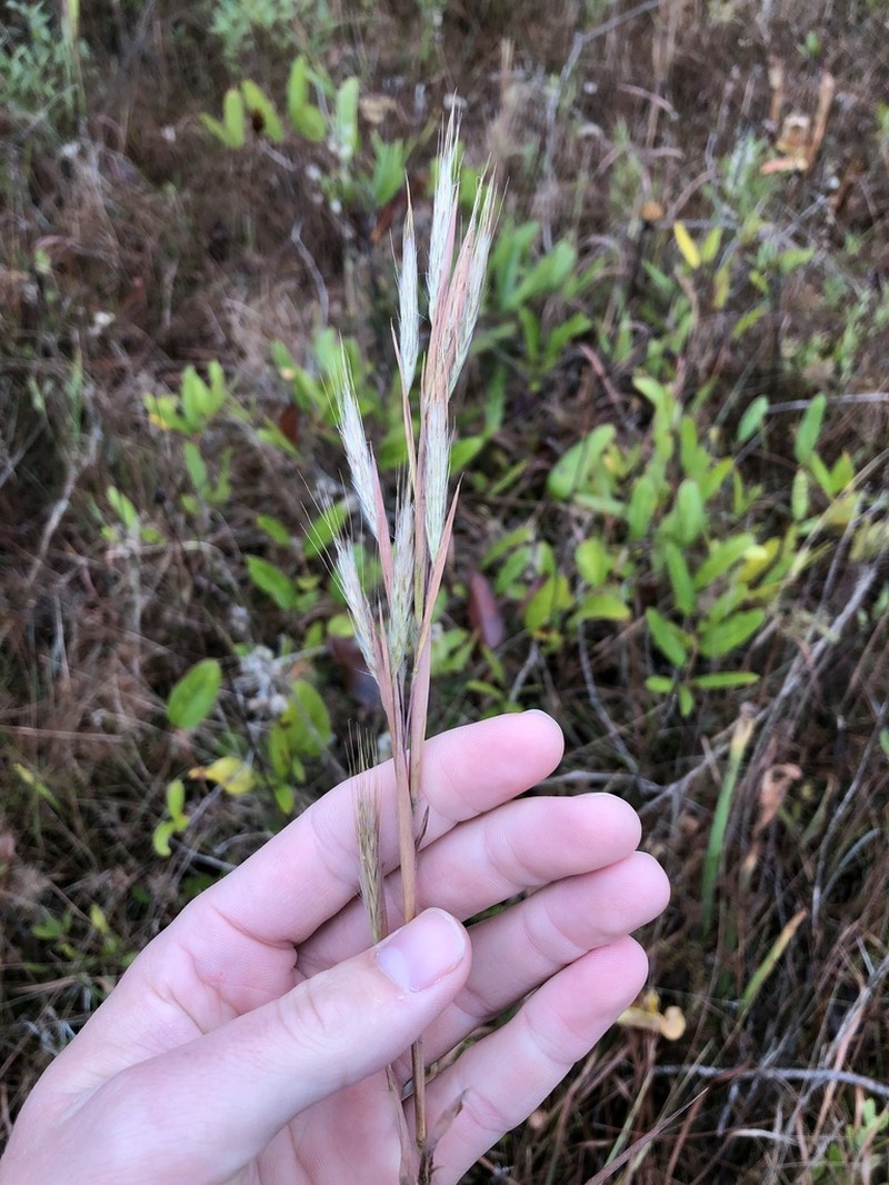 Mohr's Bluestem