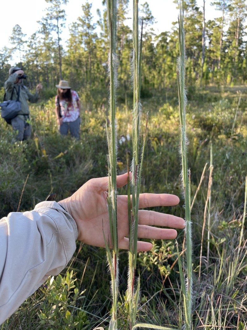 Mohr's Bluestem photo 2