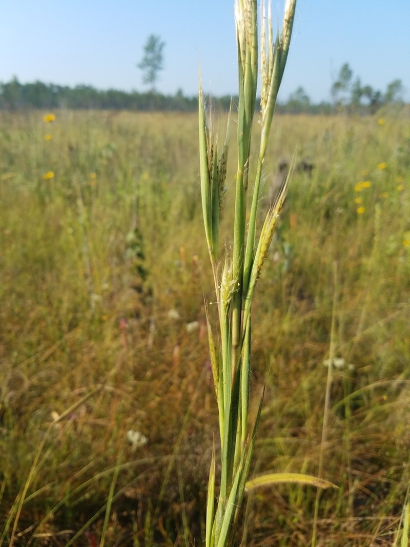 Mohr's Bluestem photo 3