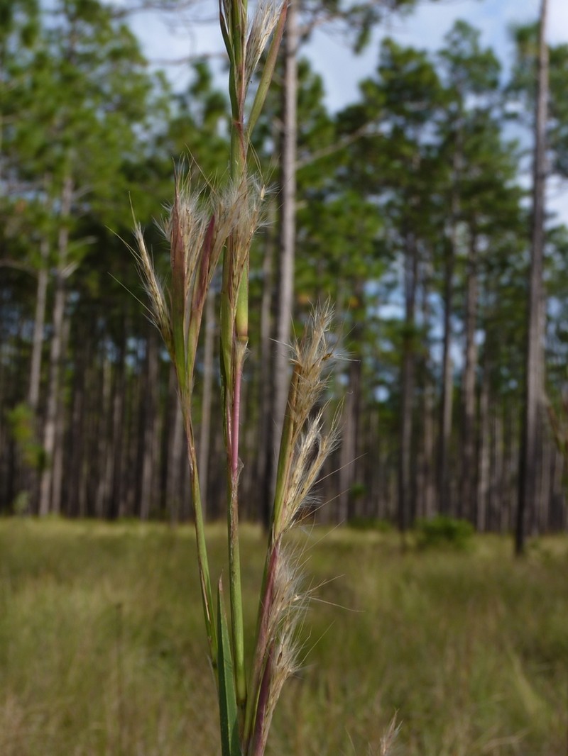 Mohr's Bluestem photo 4