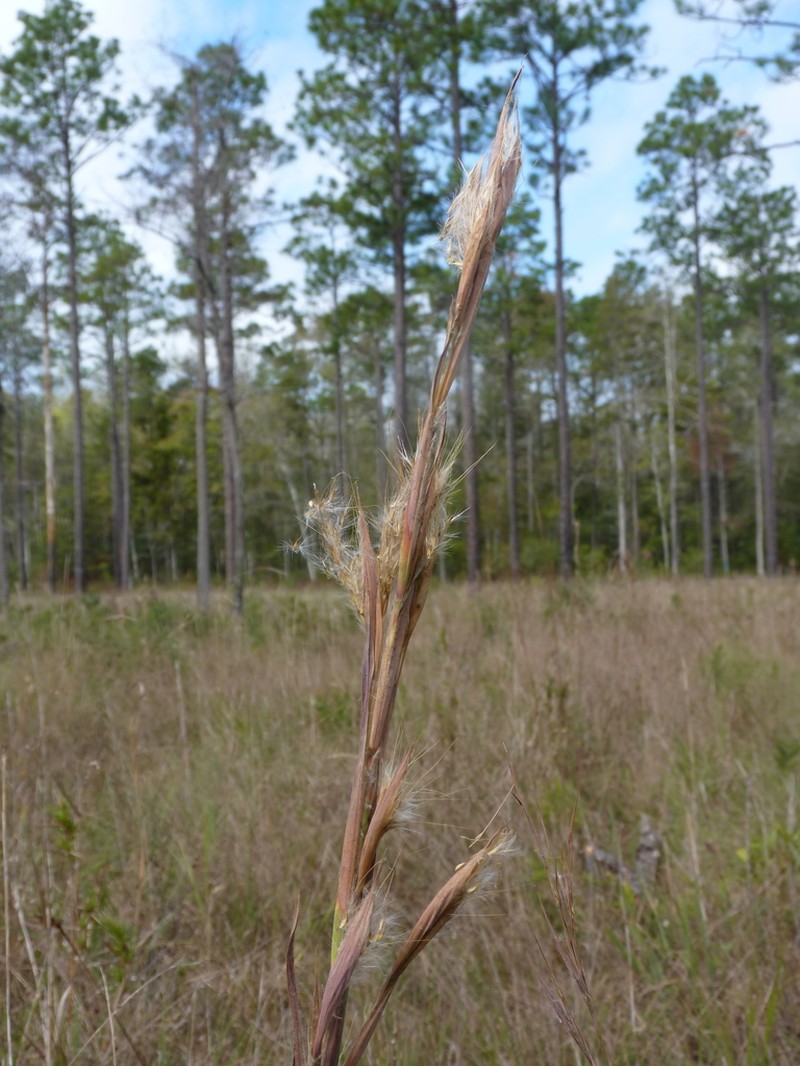 Mohr's Bluestem photo 5