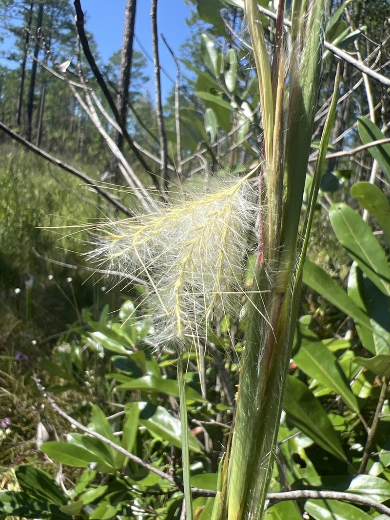Mohr's Bluestem photo 6