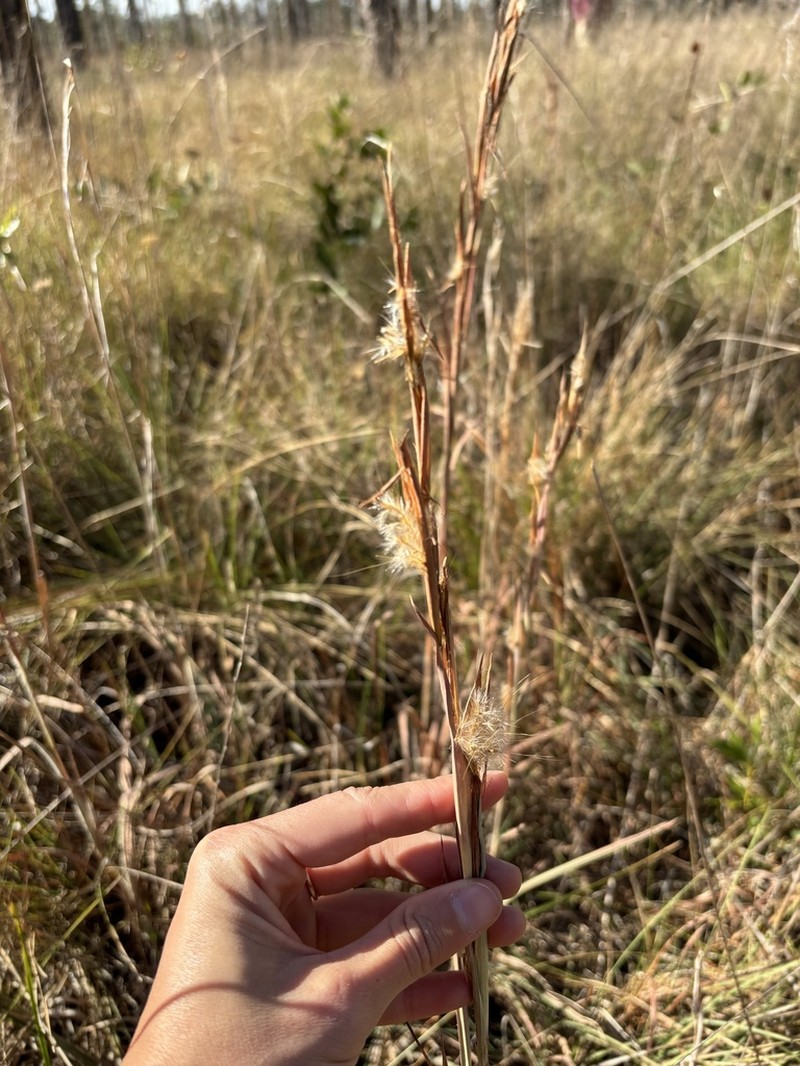 Mohr's Bluestem photo 7